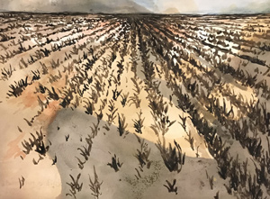 Planted Field by Richard Curtis